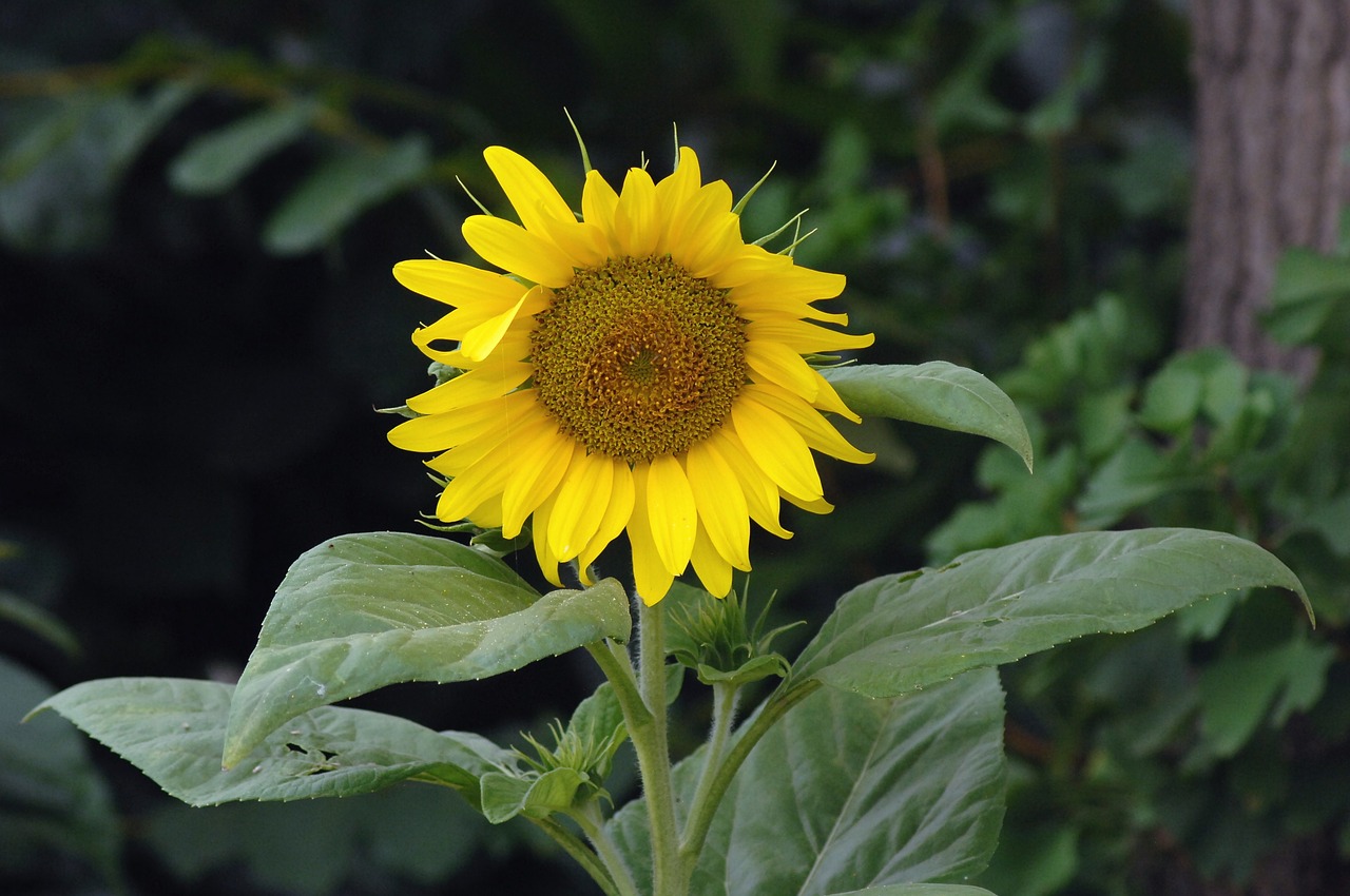 sunflower  wind  yellow free photo