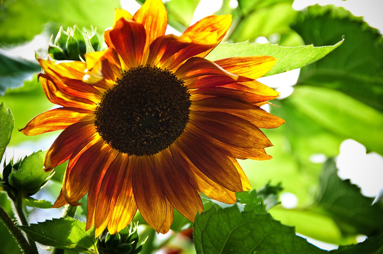 sunflower  summer  flower free photo