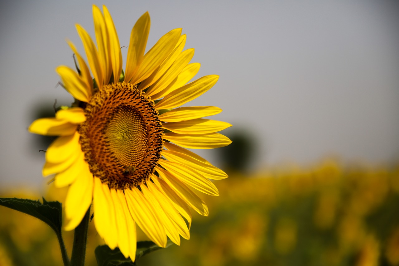 sunflower  nature  flower free photo