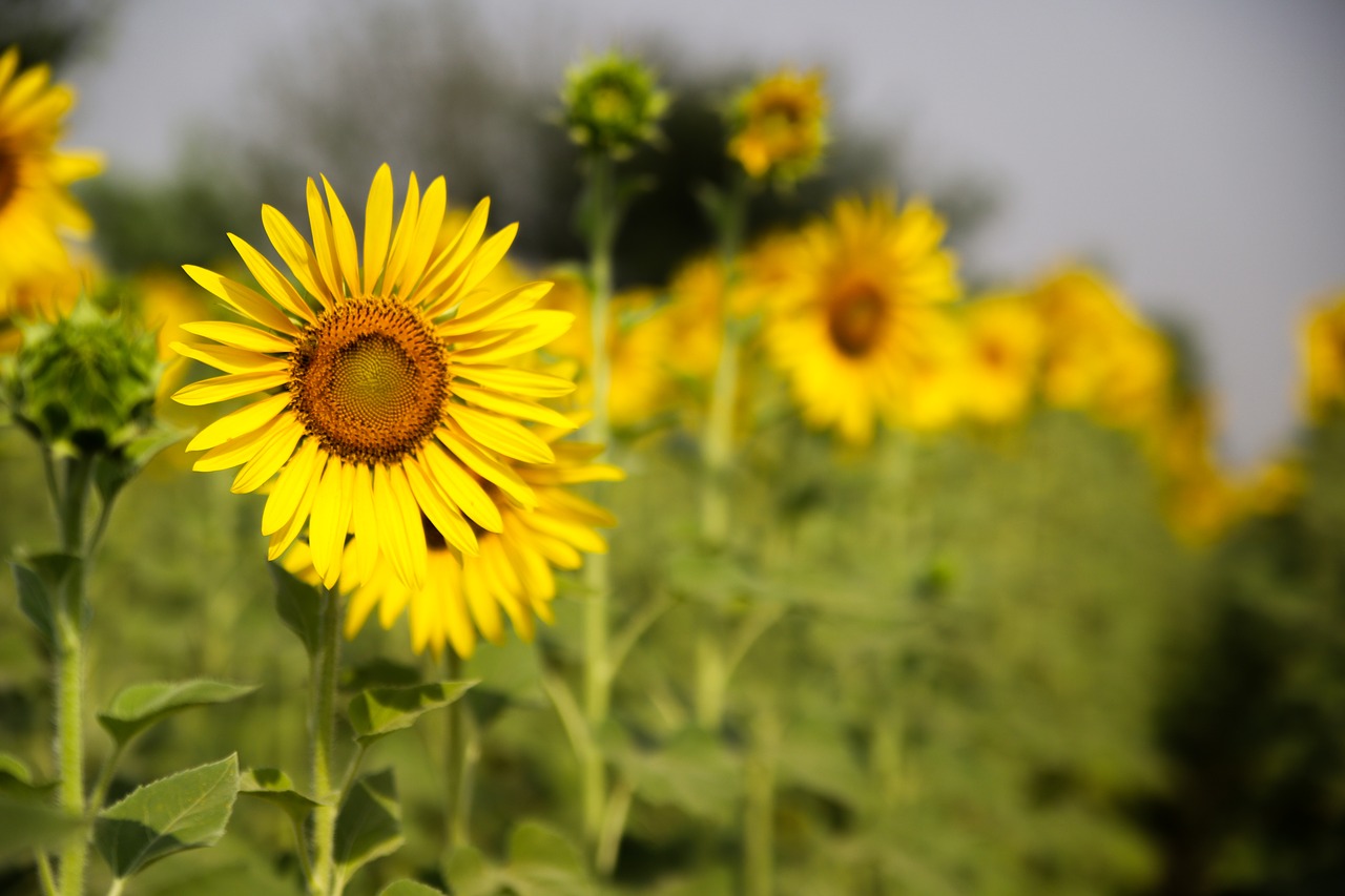 sunflower  nature  flower free photo