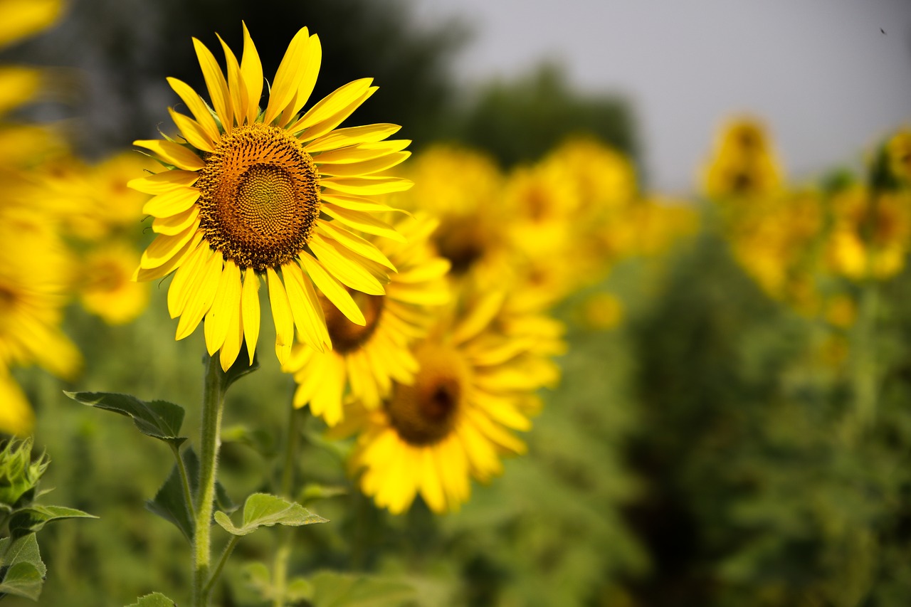 sunflower  nature  flower free photo