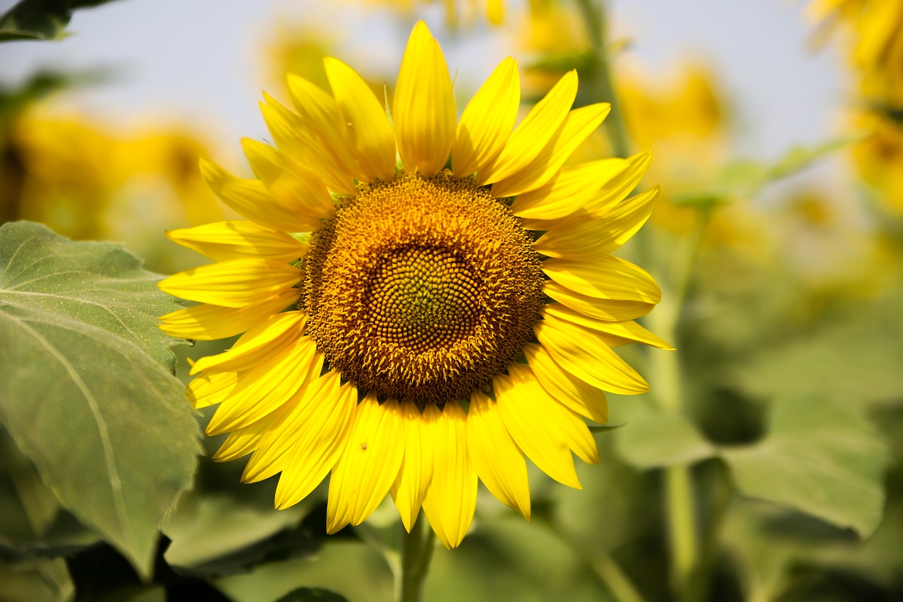 sunflower  nature  flower free photo