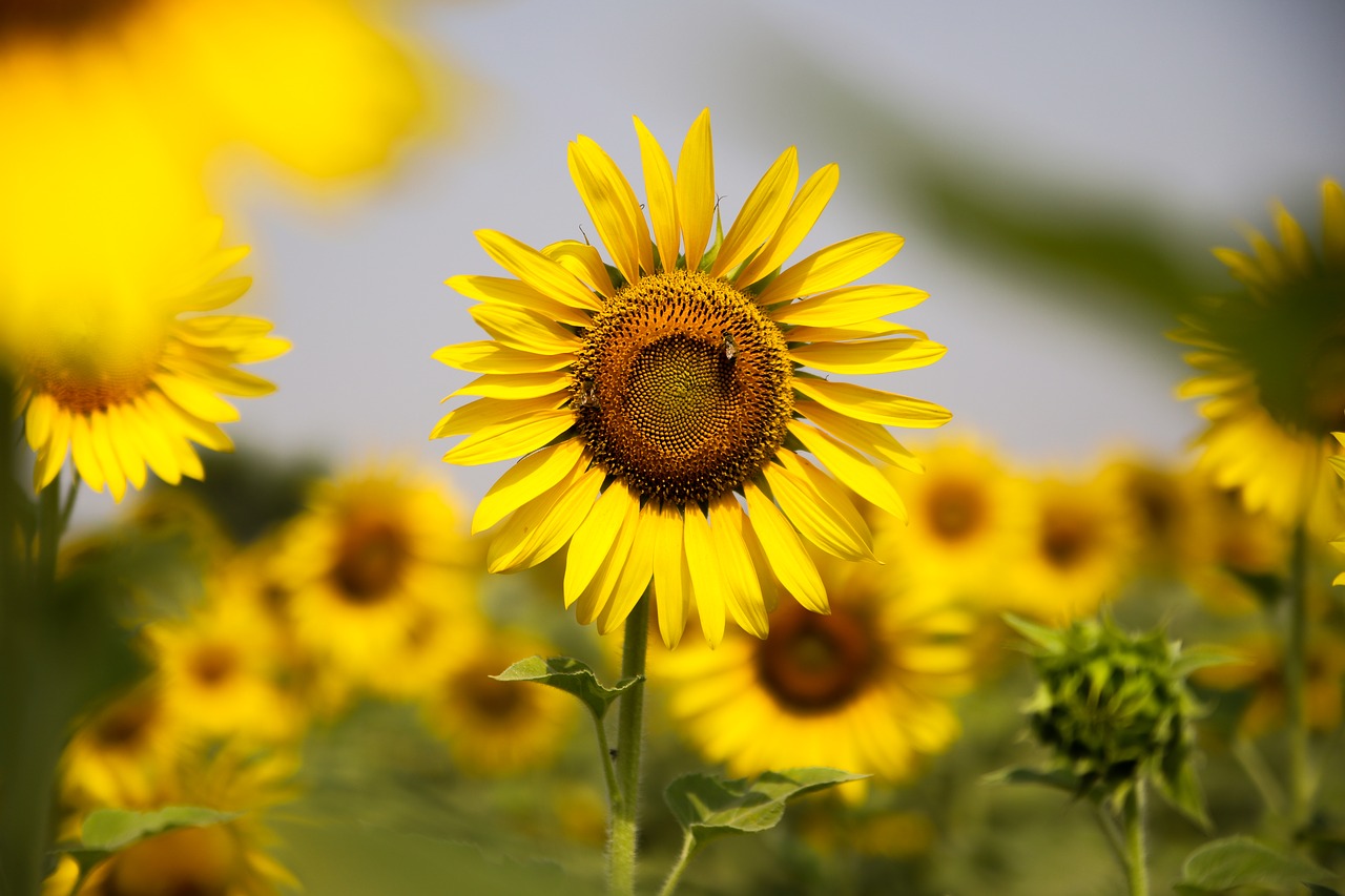 sunflower  nature  flower free photo