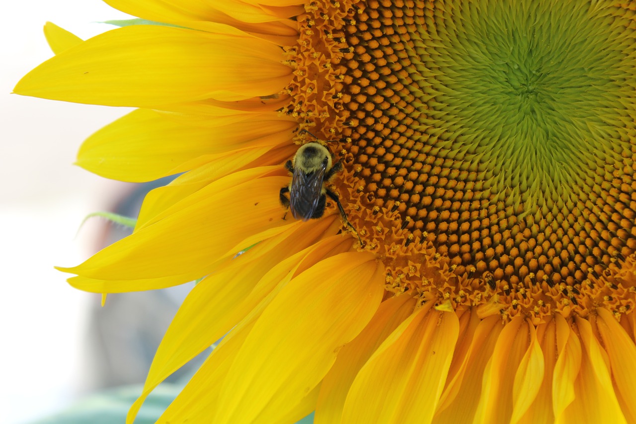 sunflower  flower  yellow free photo