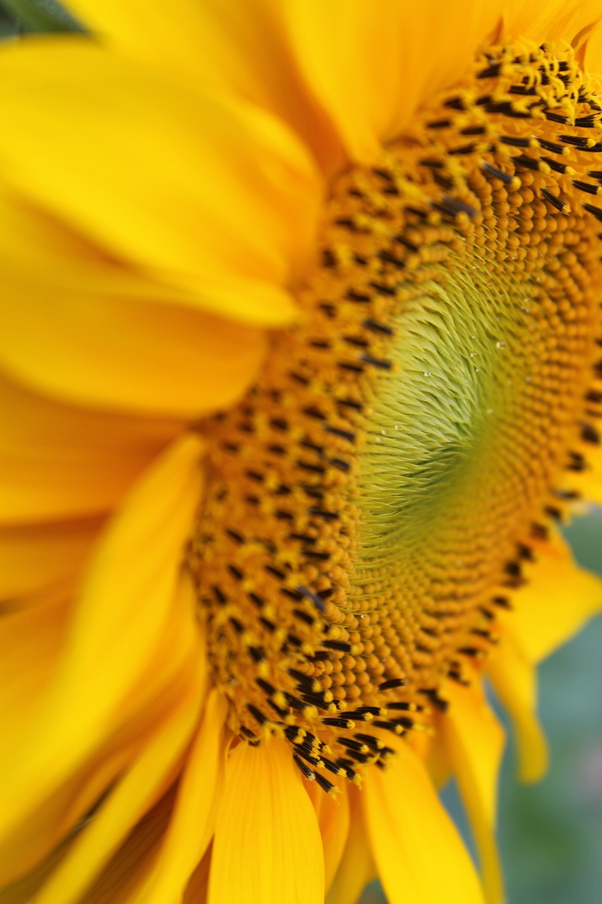 sunflower  flower  yellow free photo