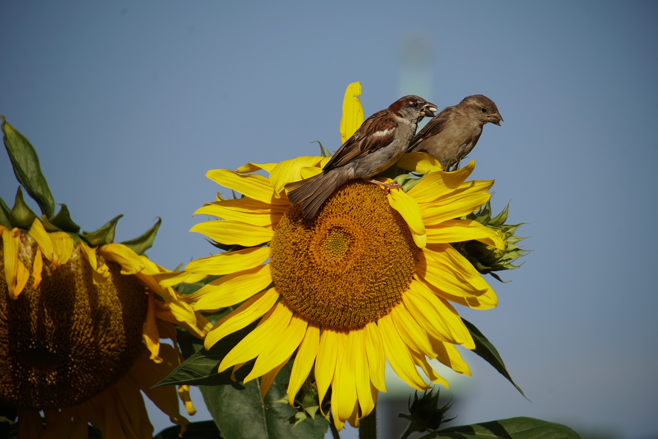 sunflower  birds  garden free photo