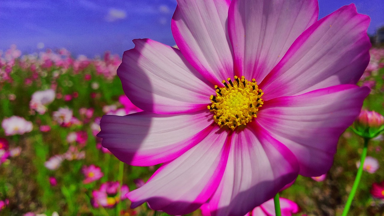 sunflower  flowers  macro free photo