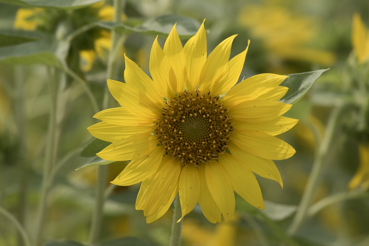 sunflower  flowers  yellow free photo