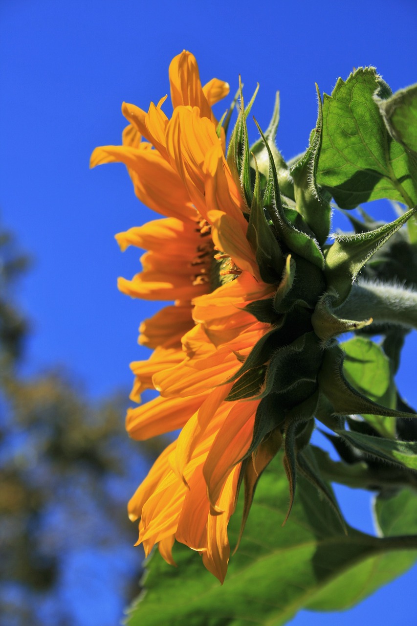 sunflower flower floral free photo