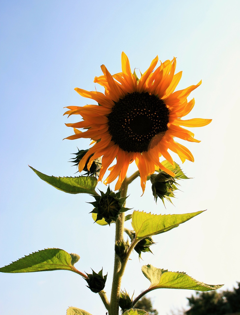 sunflower flower yellow free photo