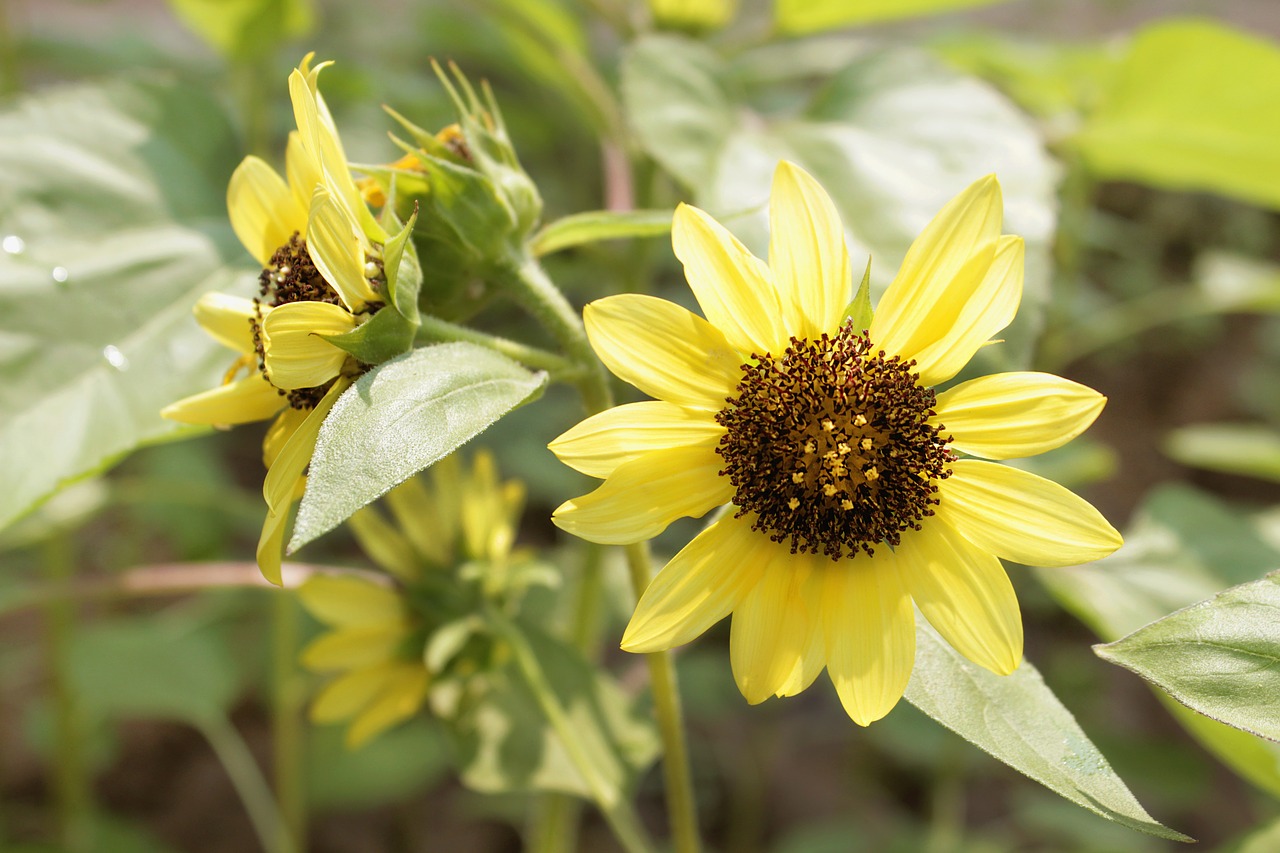 sunflower  flower  y free photo