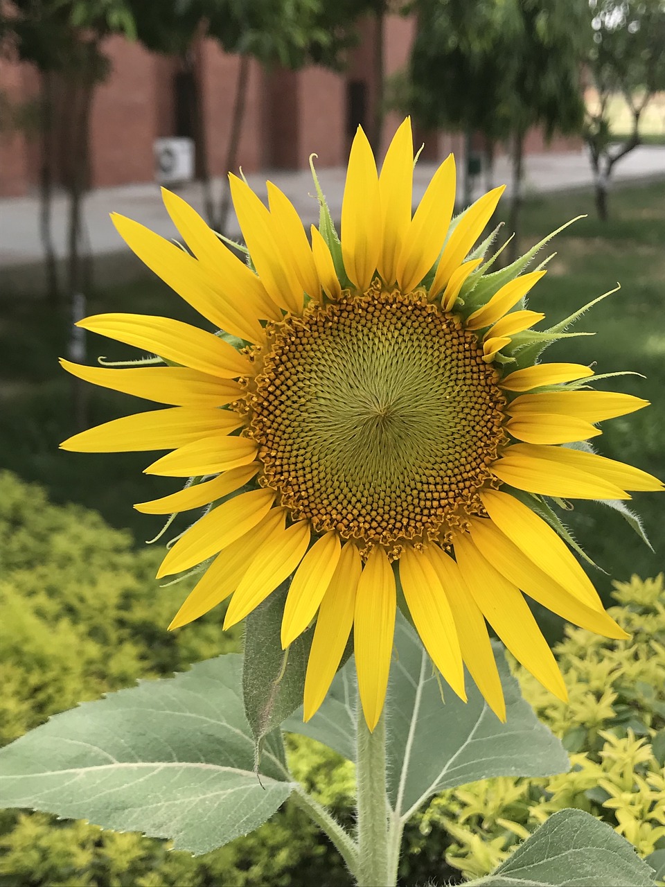 sunflower  bloom  yellow free photo