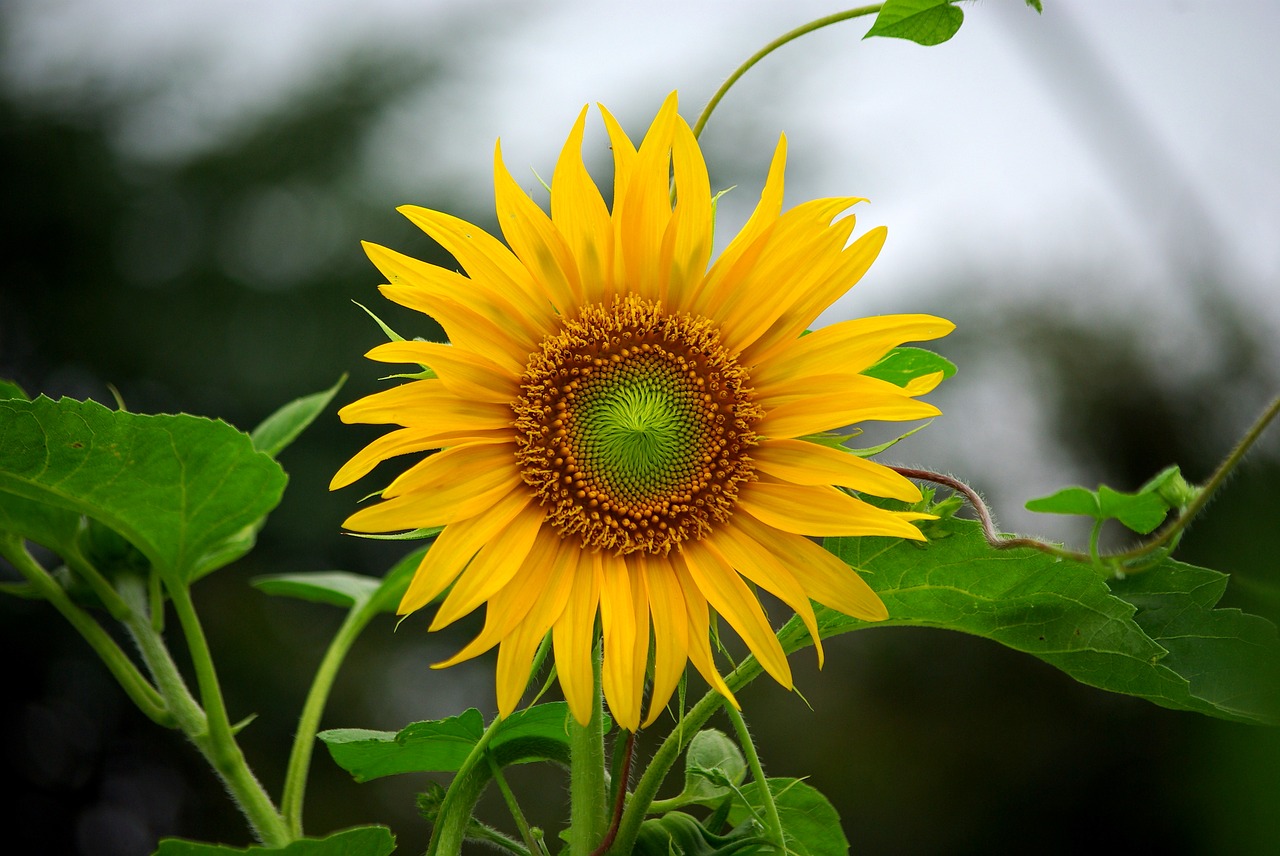 sunflower  flowers  nature free photo