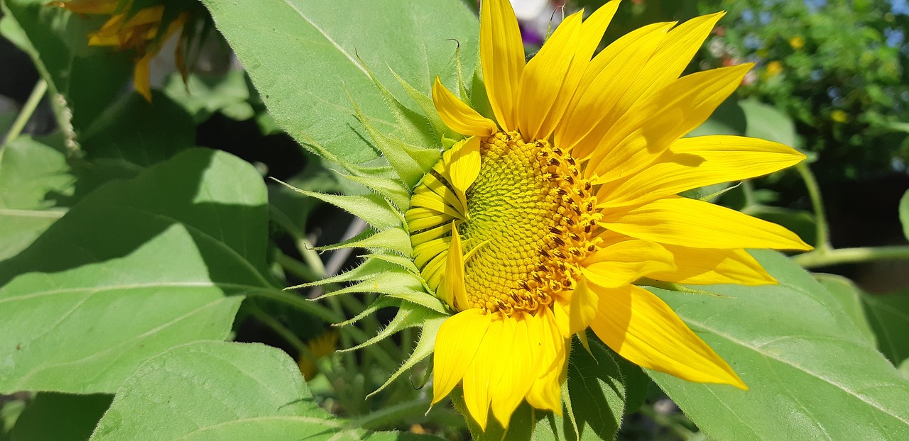 sunflower  bright  yellow free photo