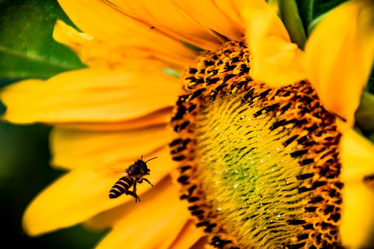 sunflower  nature  pollen free photo