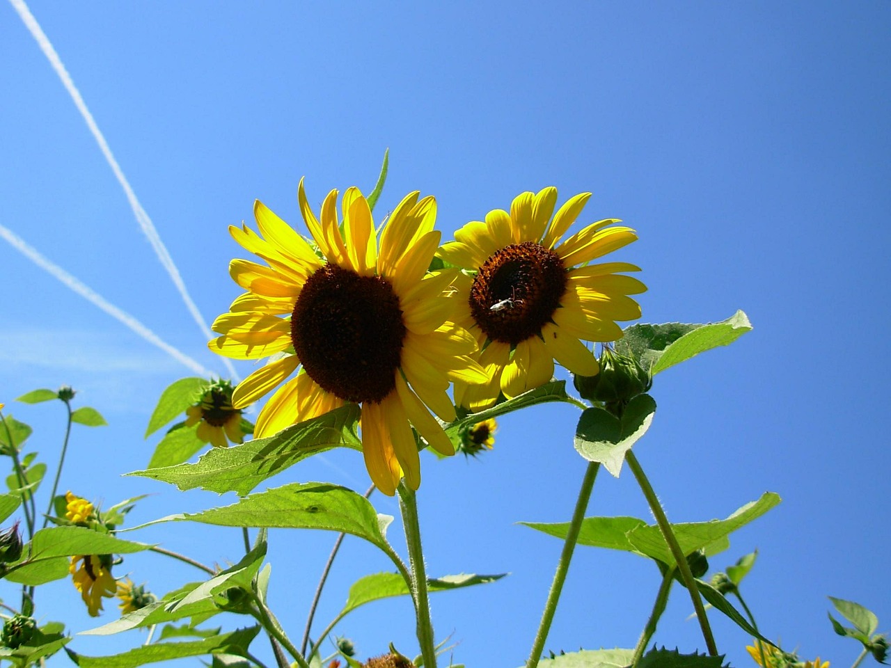 sunflower sky sunflowers free photo