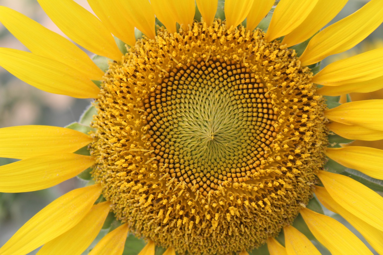 sunflower  yellow  flower free photo