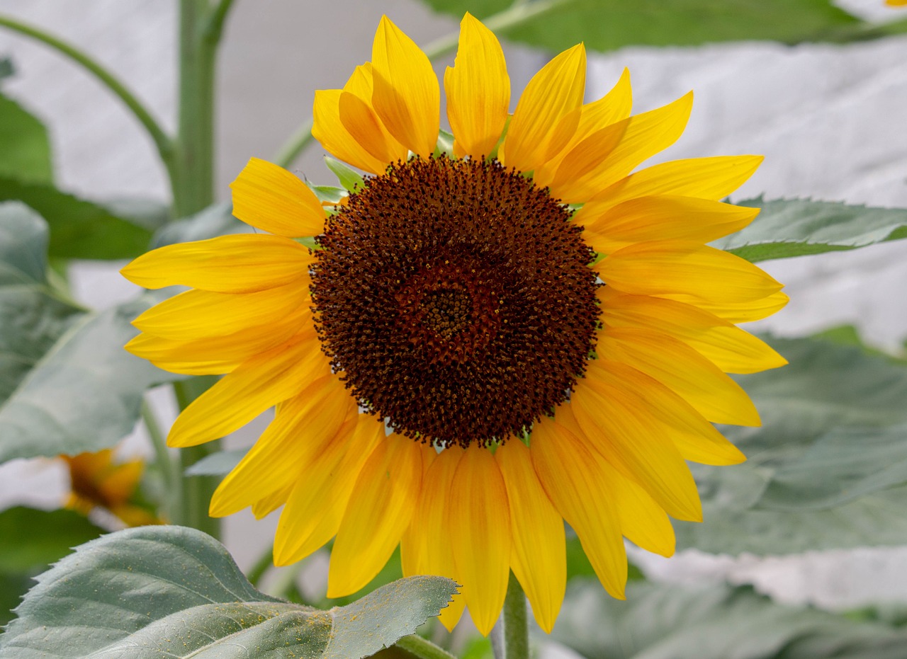 sunflower  plants  trees free photo