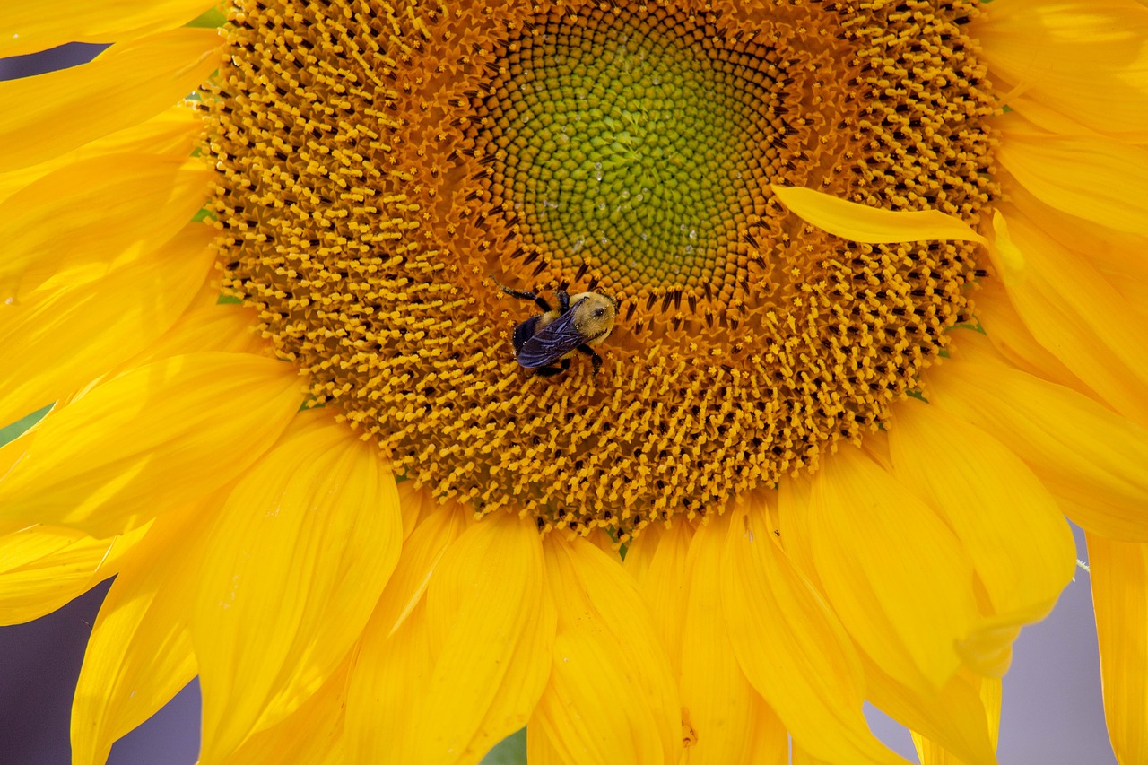 sunflower  plants  bees free photo