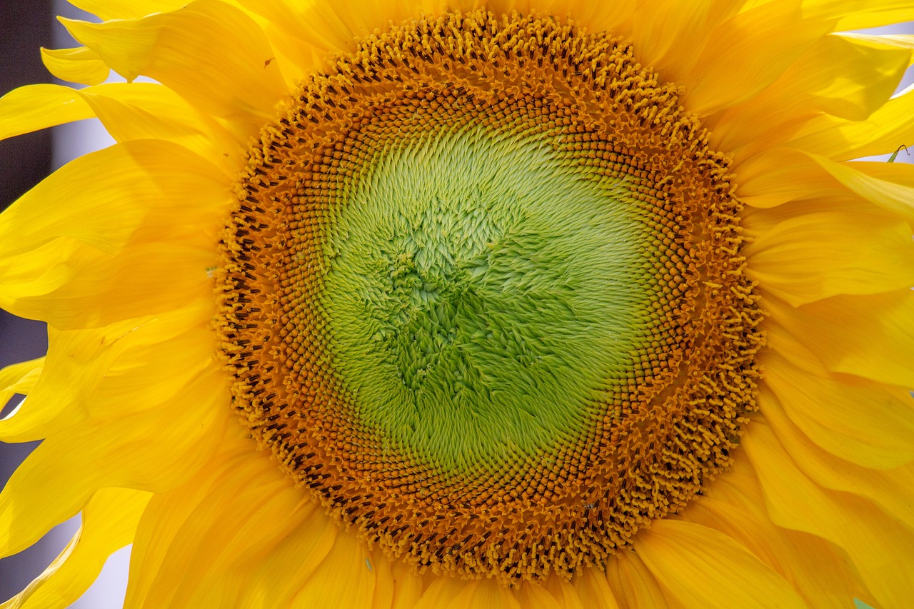 sunflower  plants  green free photo