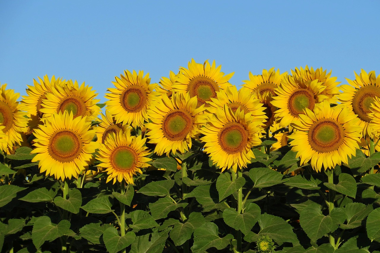 sunflower  bright  sunny free photo