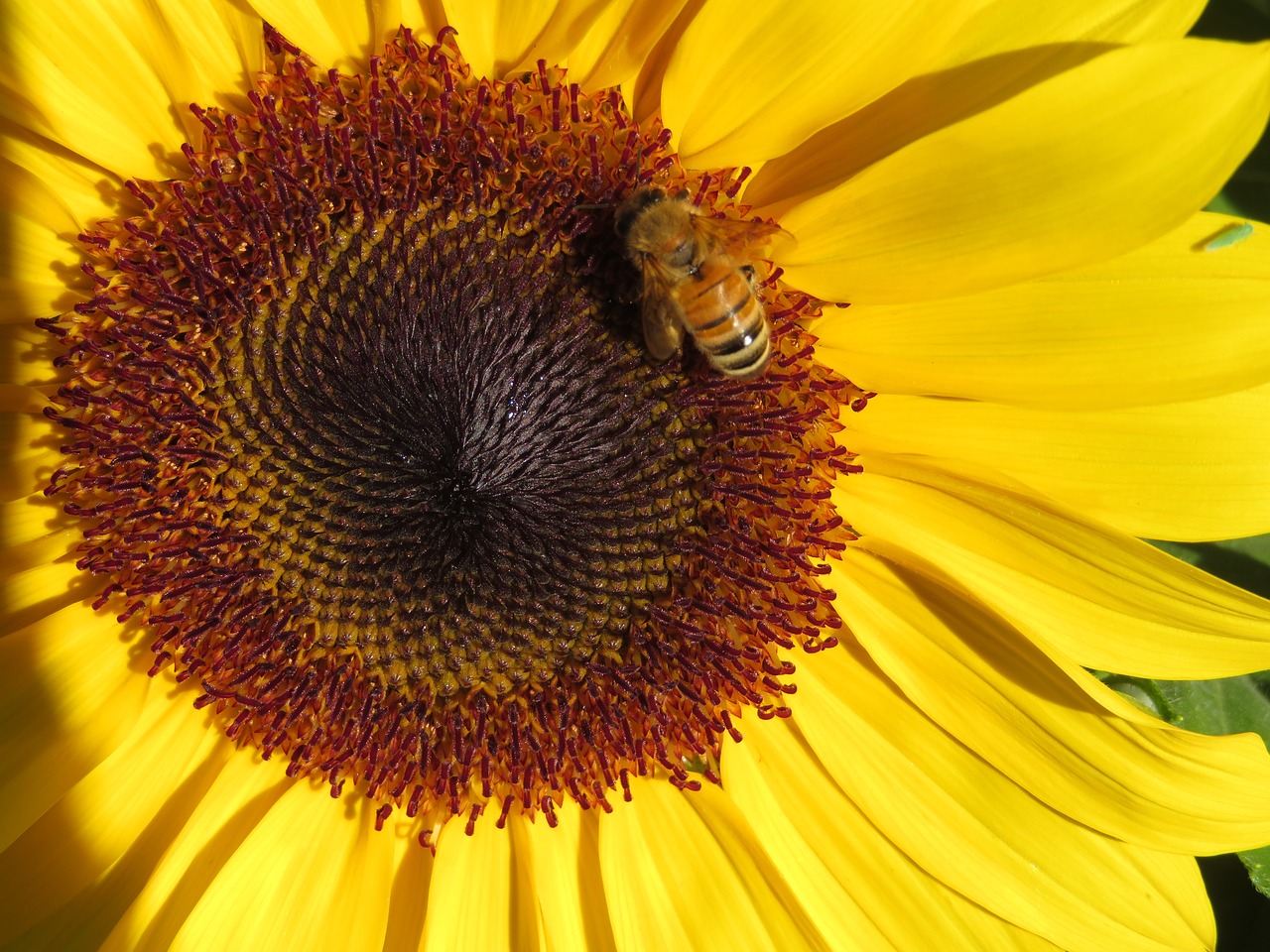 sunflower  bee  garden free photo
