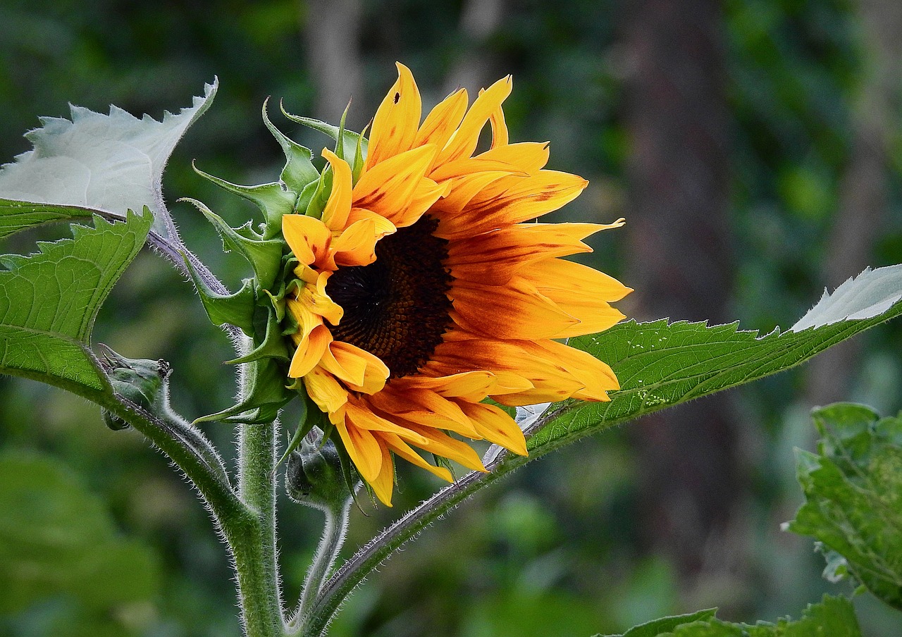 sunflower  yellow  flower free photo