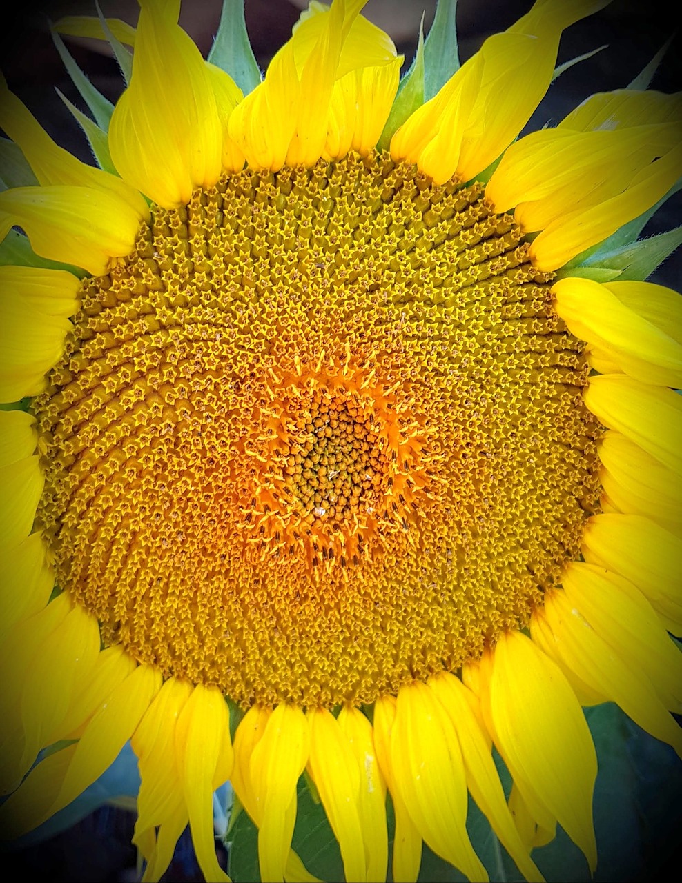 sunflower  flower  nature free photo