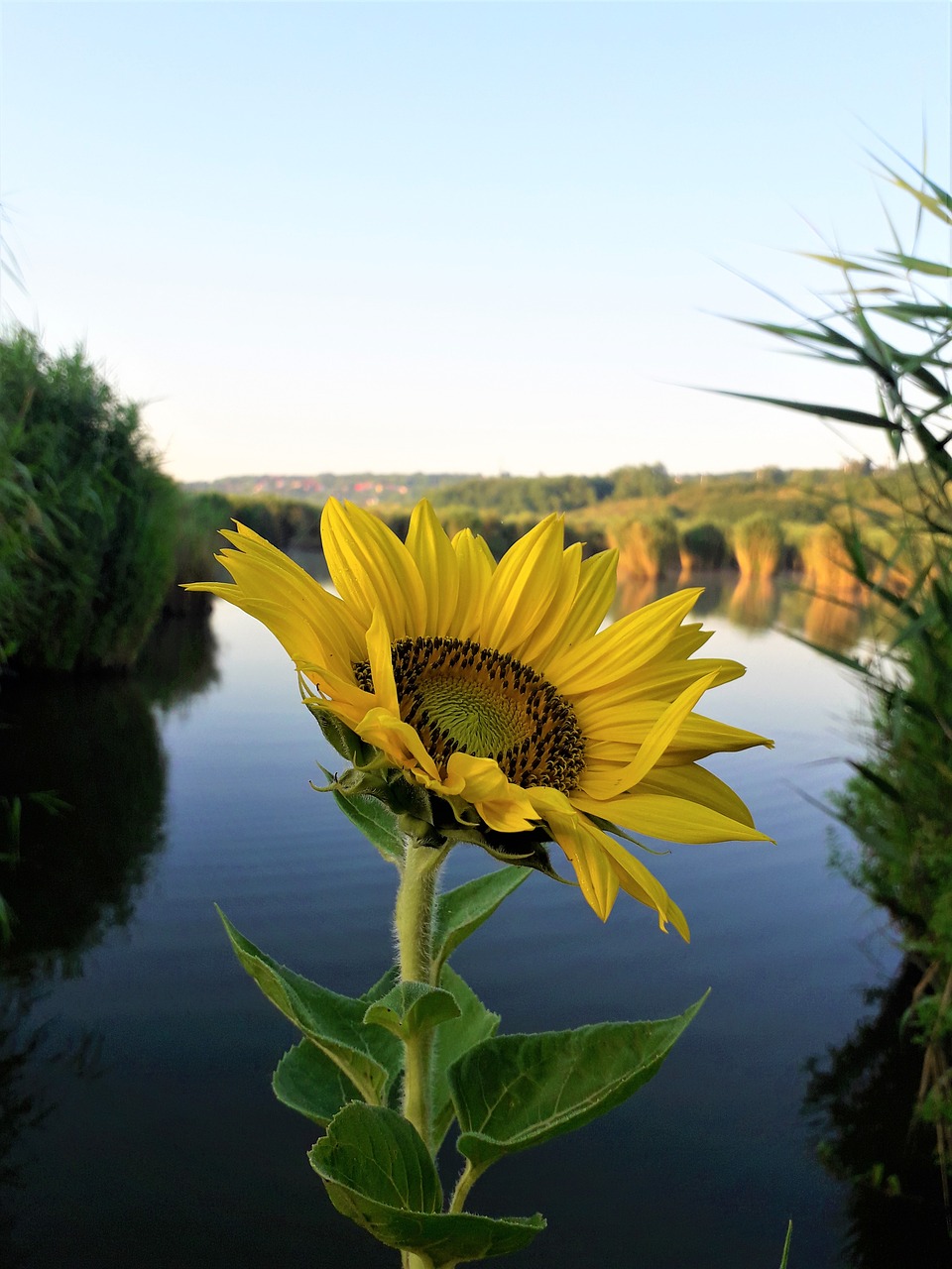 sunflower  flower  lake free photo