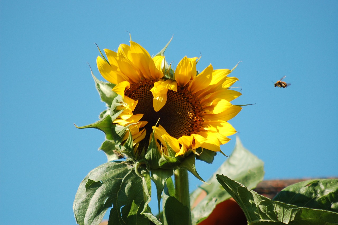 sunflower  insect  nature free photo