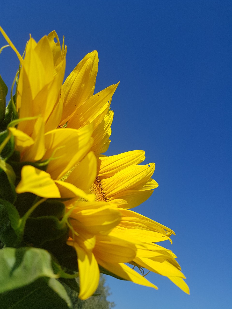 sunflower  flower  flowering free photo