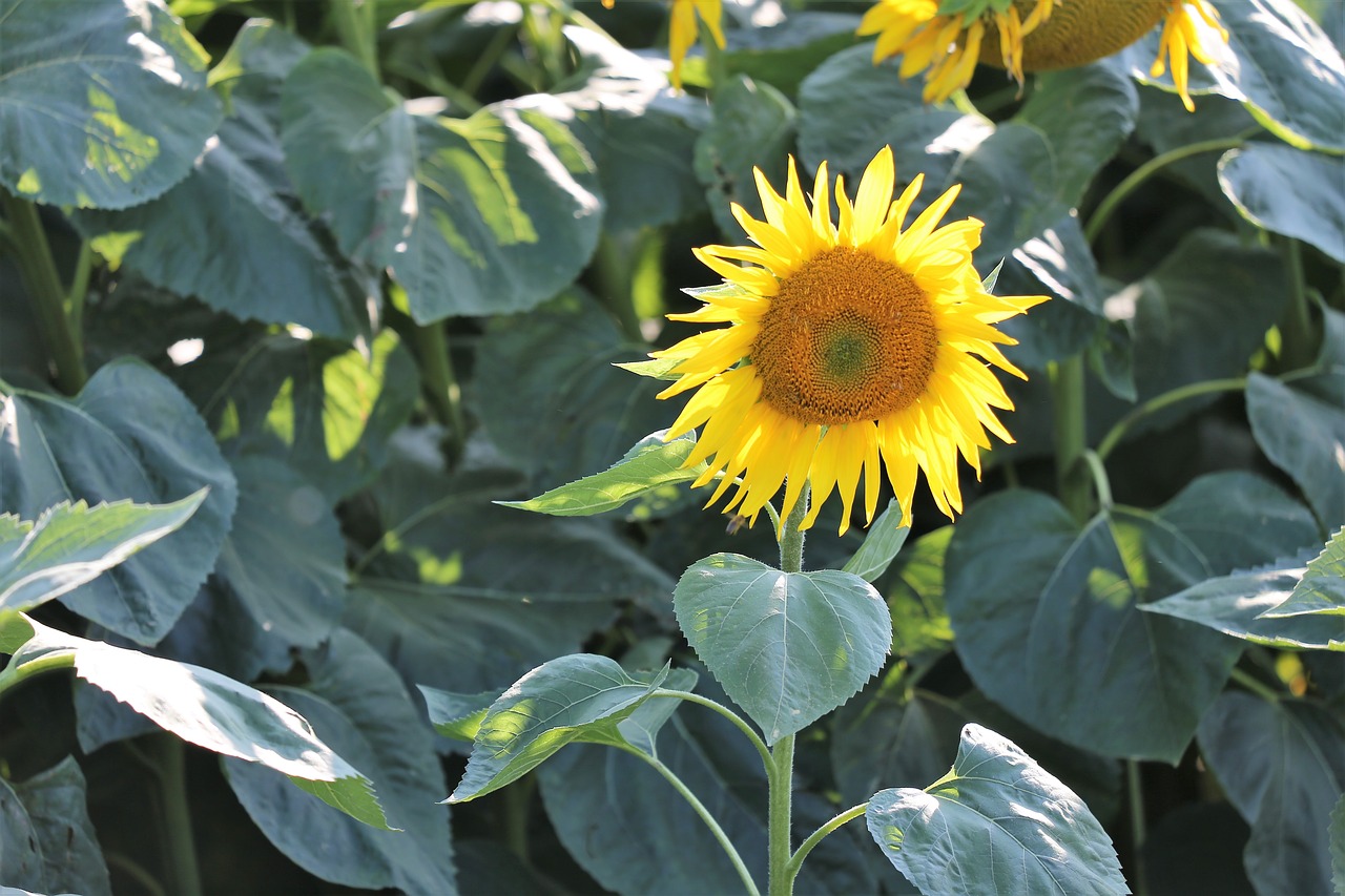 sunflower  bloom  plant free photo