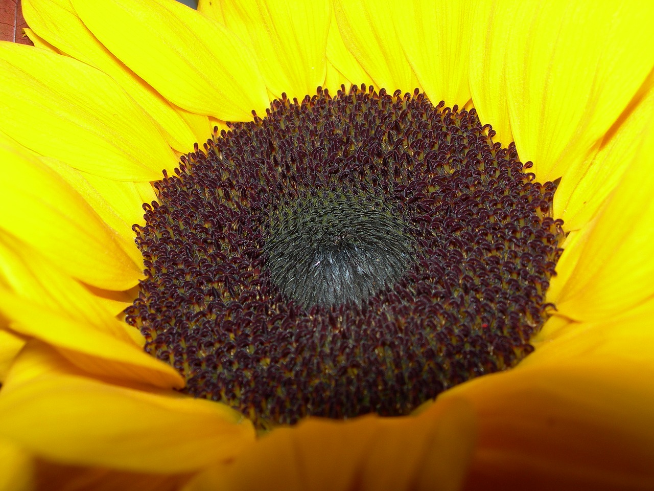sunflower  yellow  closeup free photo