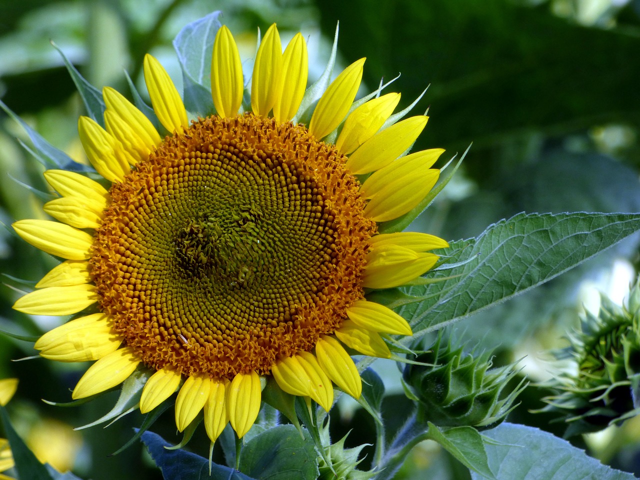 sunflower  flower  nature free photo