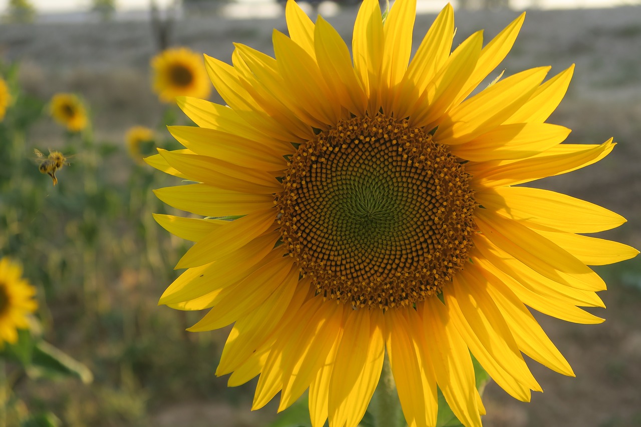 sunflower  plant  flower free photo