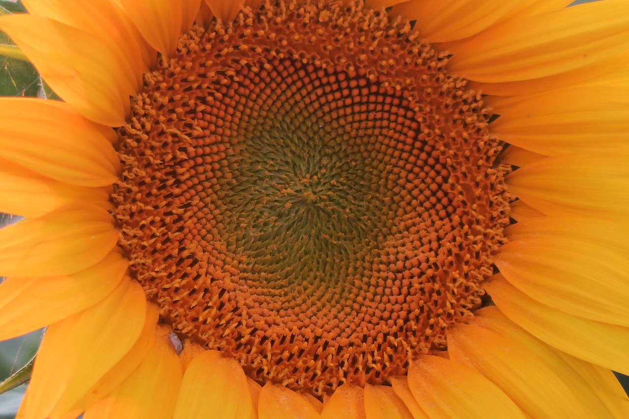 sunflower  plant  flower free photo