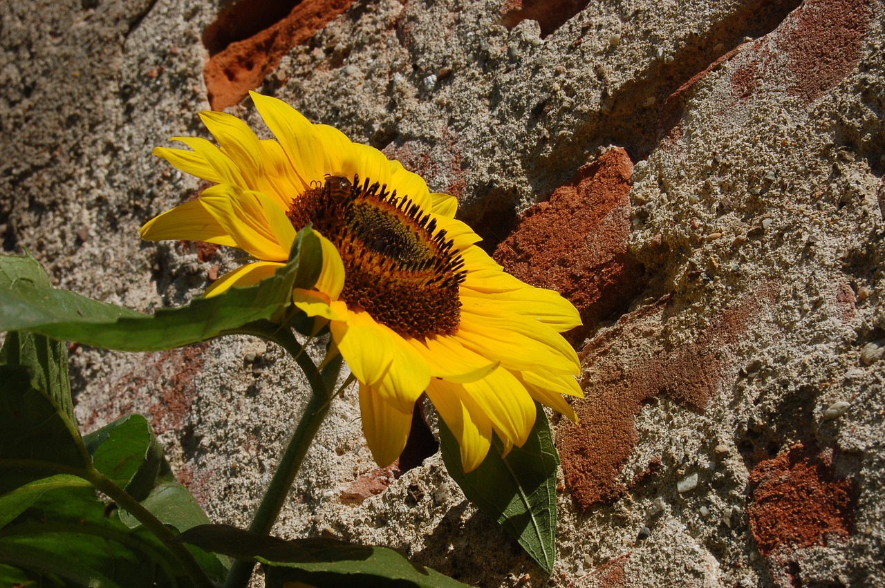 sunflower  summer  yellow free photo