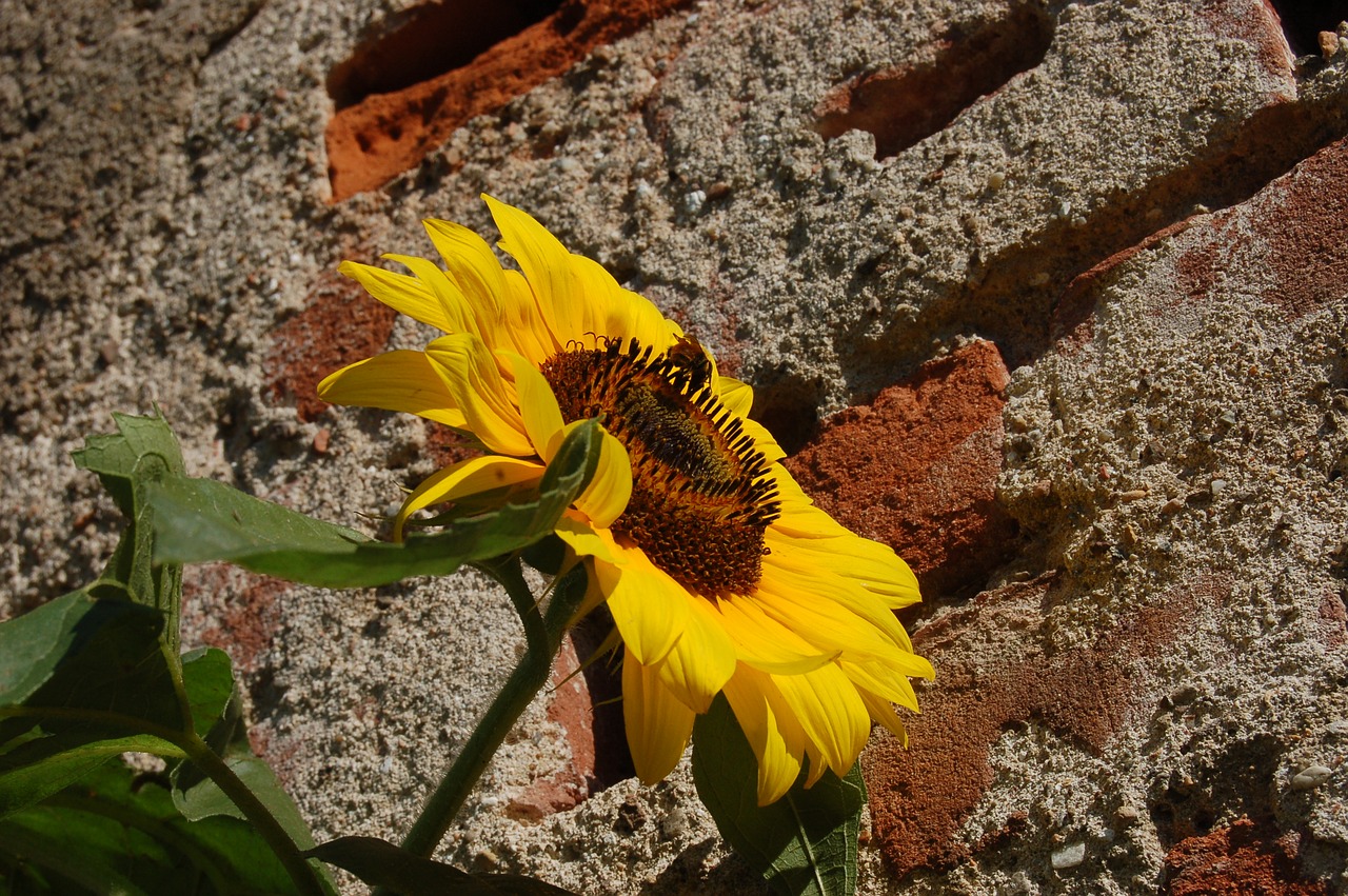 sunflower  flowers  summer free photo