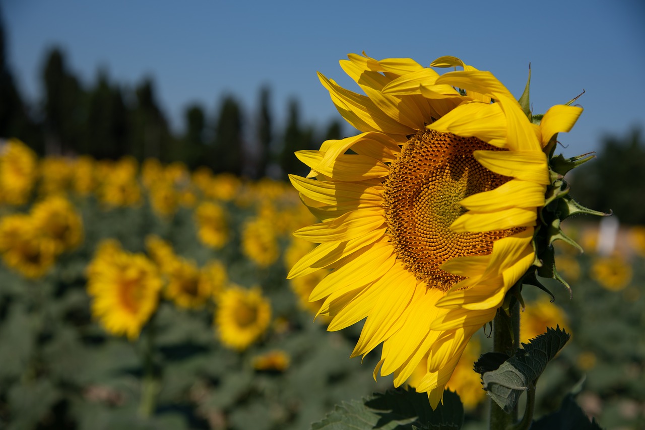 sunflower  wind  beaucaire free photo