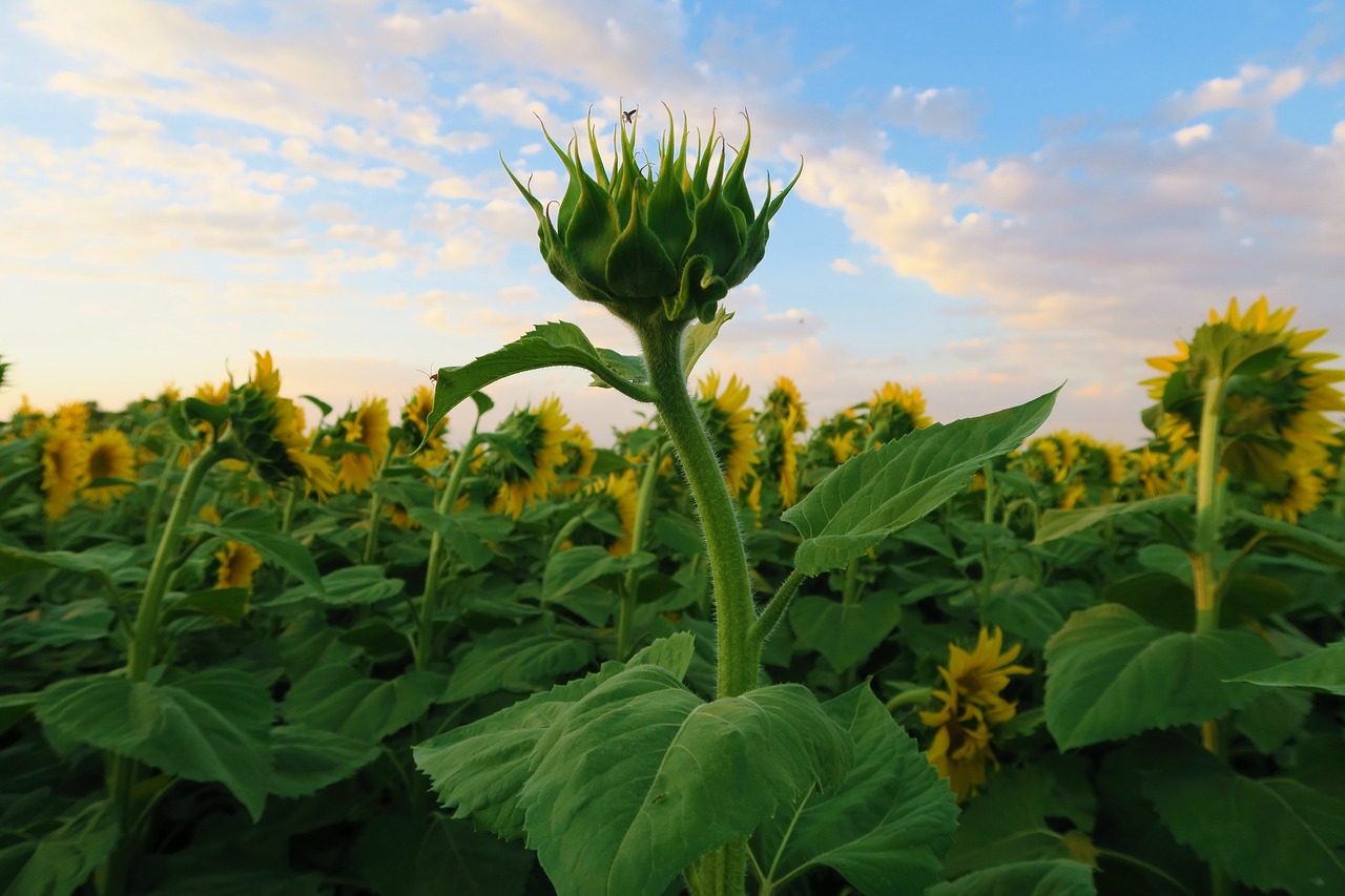 sunflower  plant  flower free photo