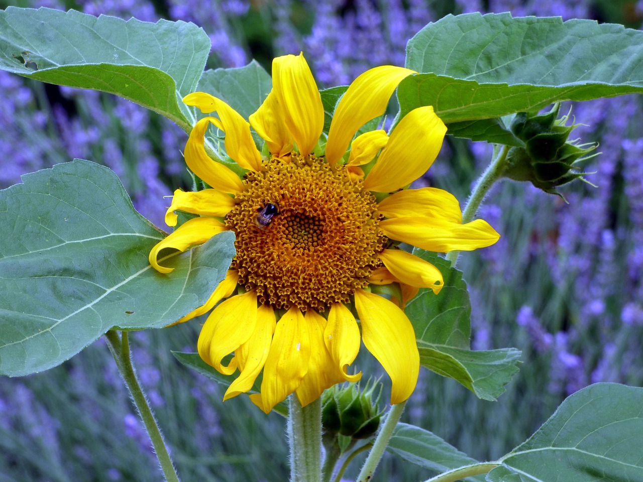 sunflower  flower  lavender free photo