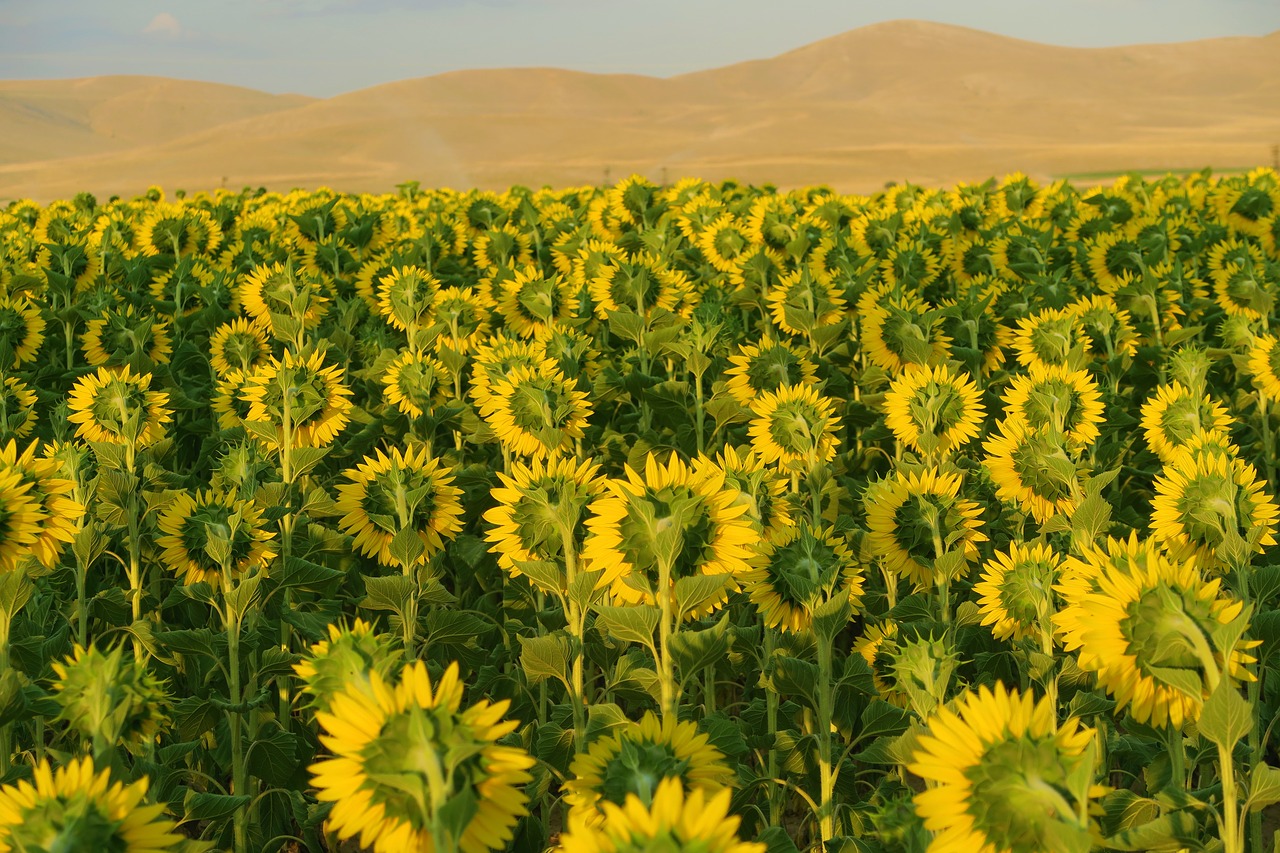 sunflower  plant  flower free photo