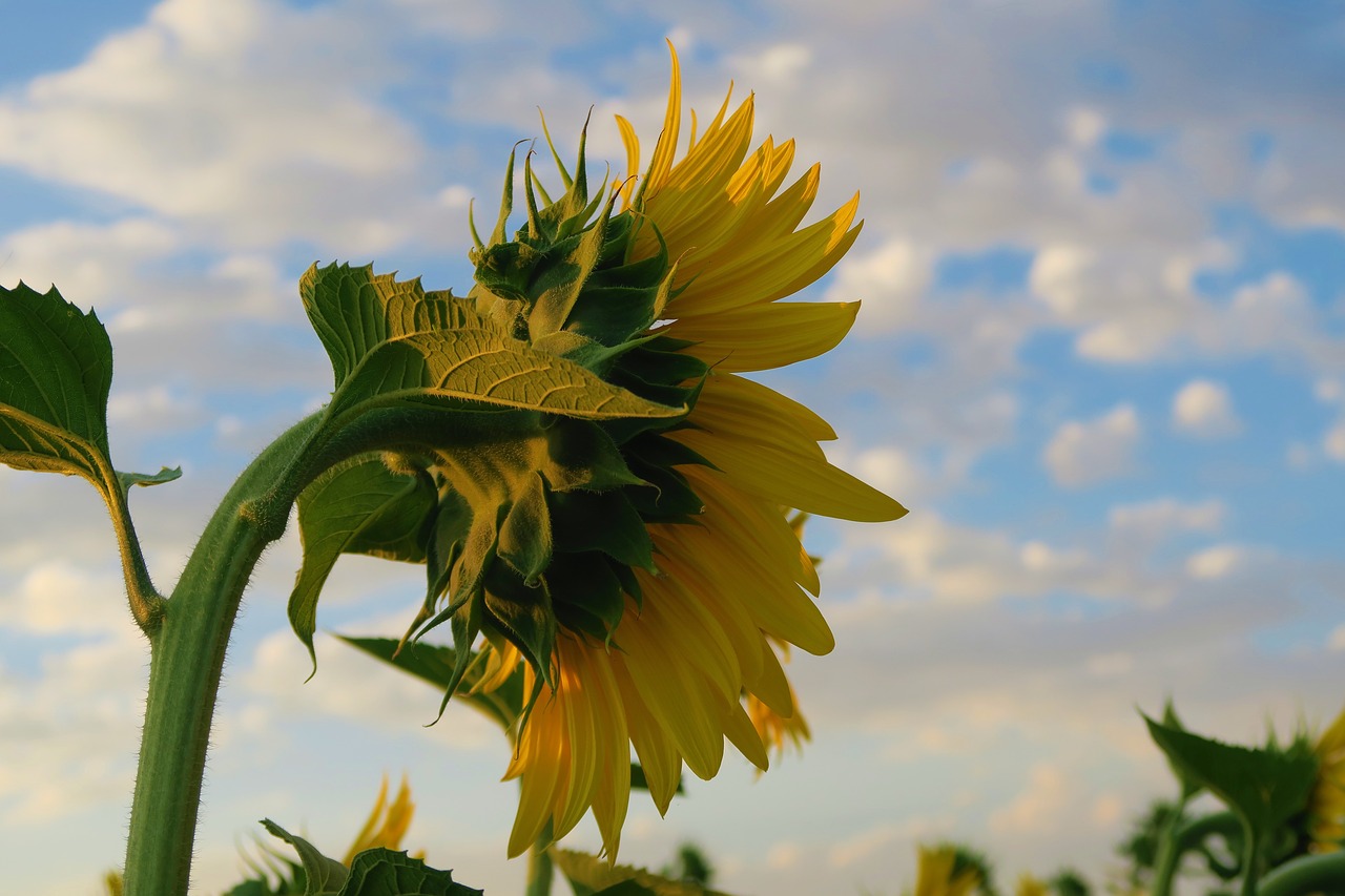 sunflower  plant  flower free photo