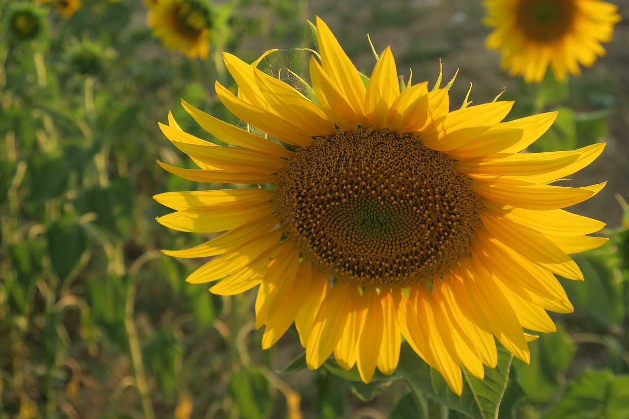 sunflower  plant  nature free photo