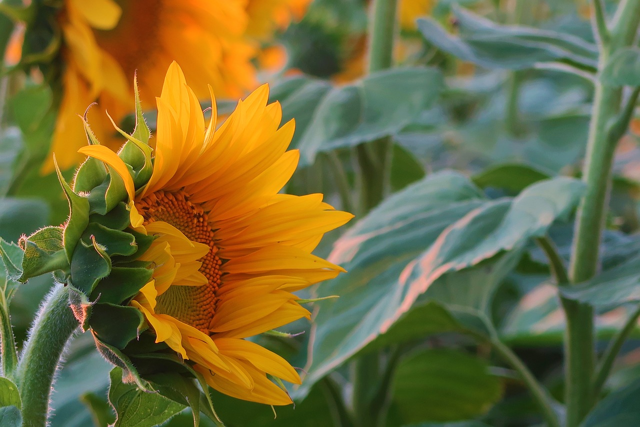 sunflower  plant  nature free photo