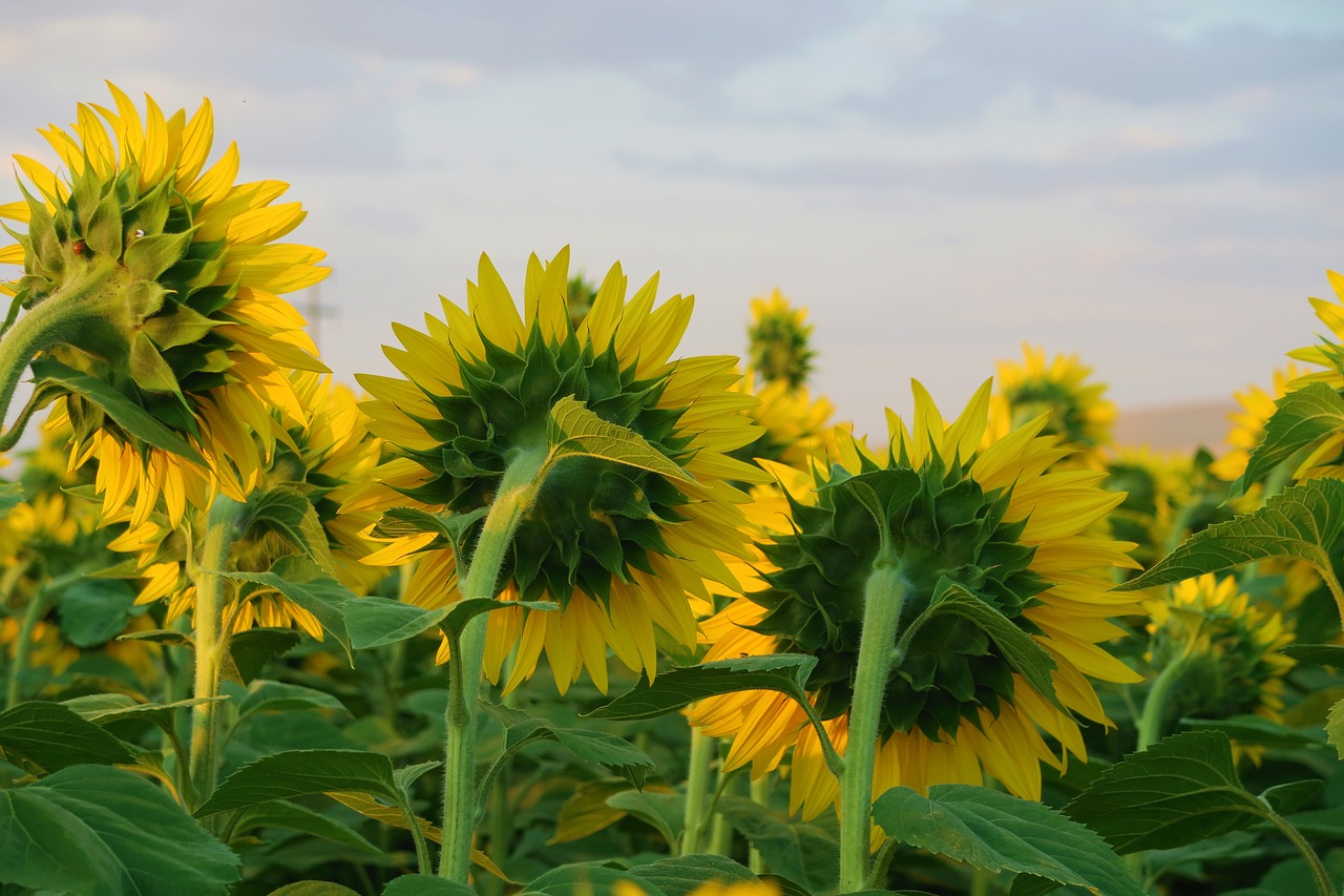 sunflower  plant  flower free photo