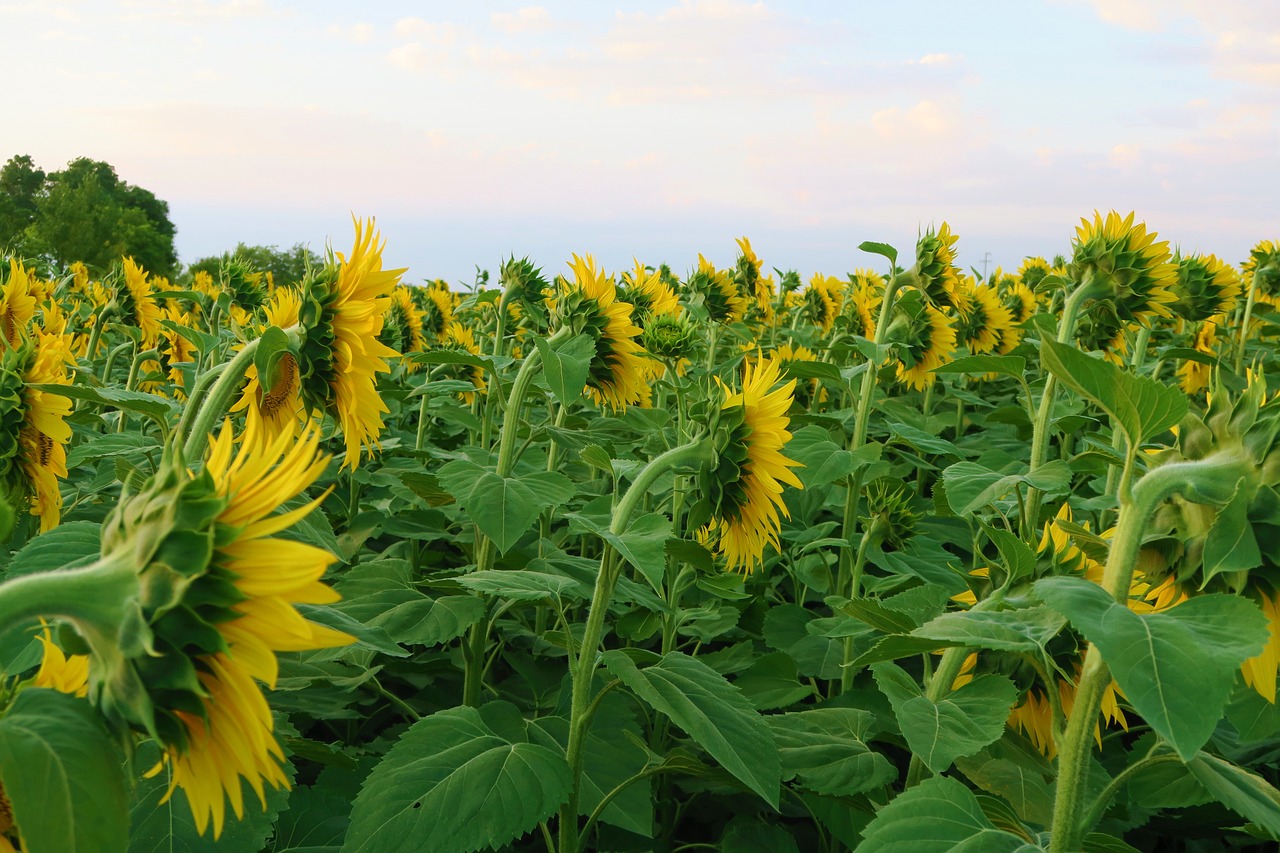 sunflower  plant  flower free photo