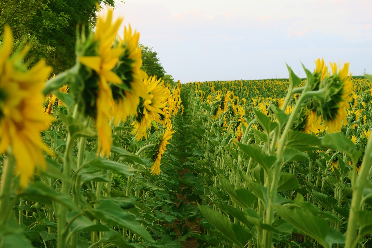 sunflower  plant  flower free photo