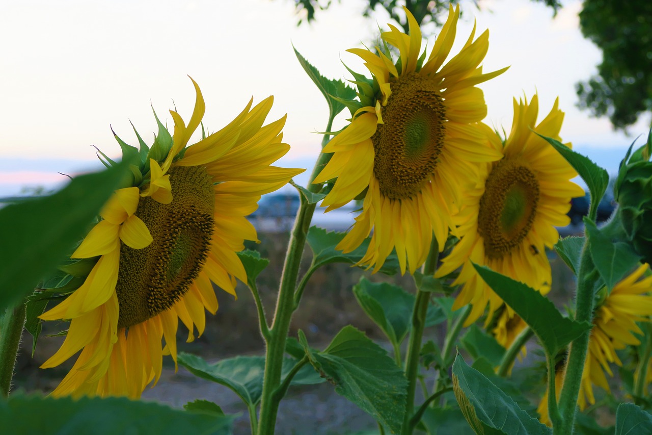 sunflower  plant  flower free photo