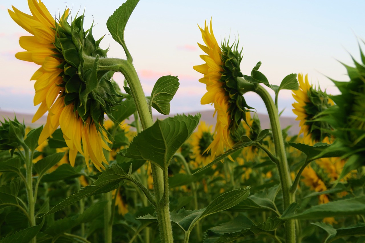 sunflower  plant  flower free photo